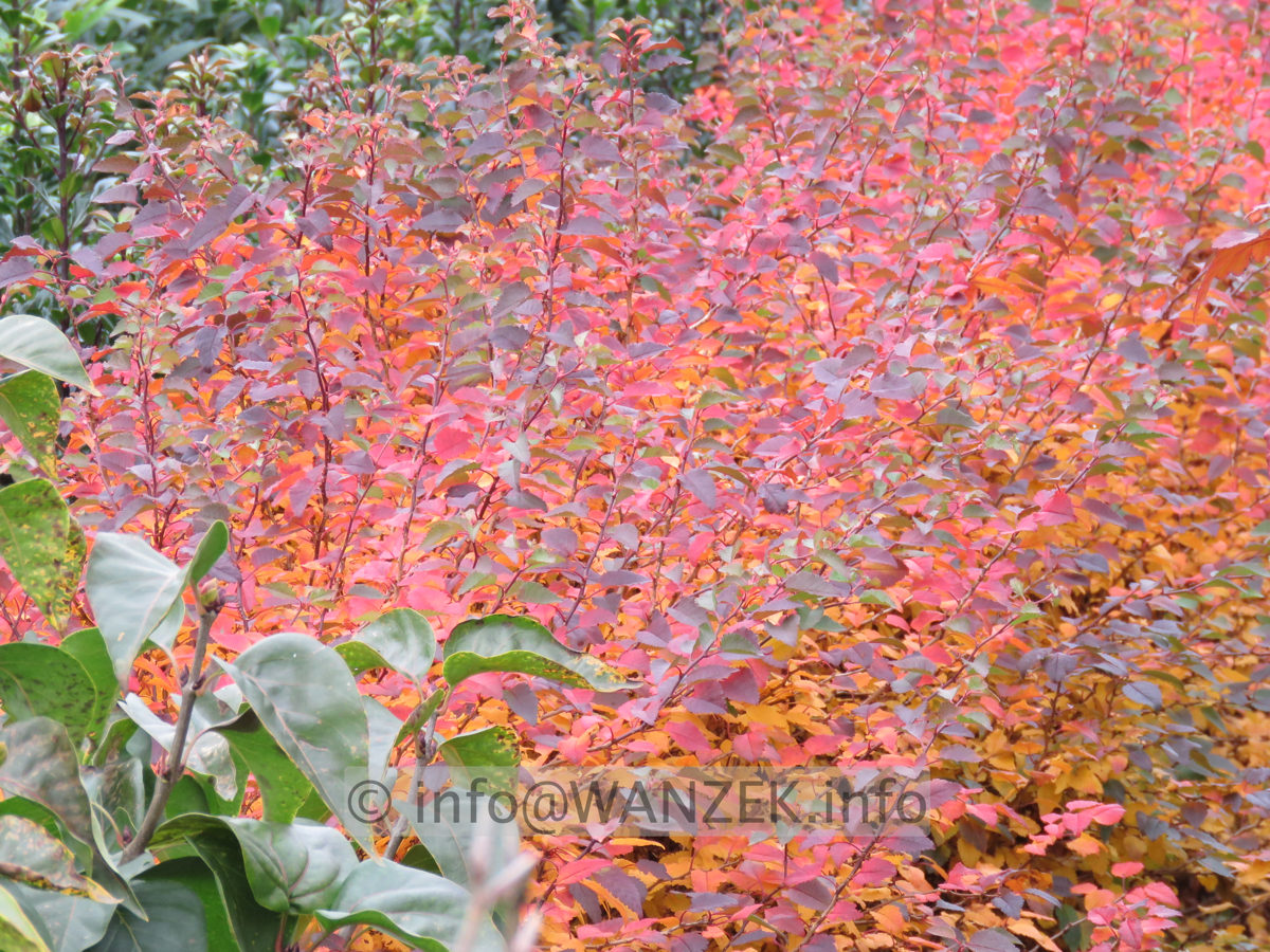 Prunus incisa Kojou-No-Mai 05 Busch in Herbstfaerbung 02.JPG